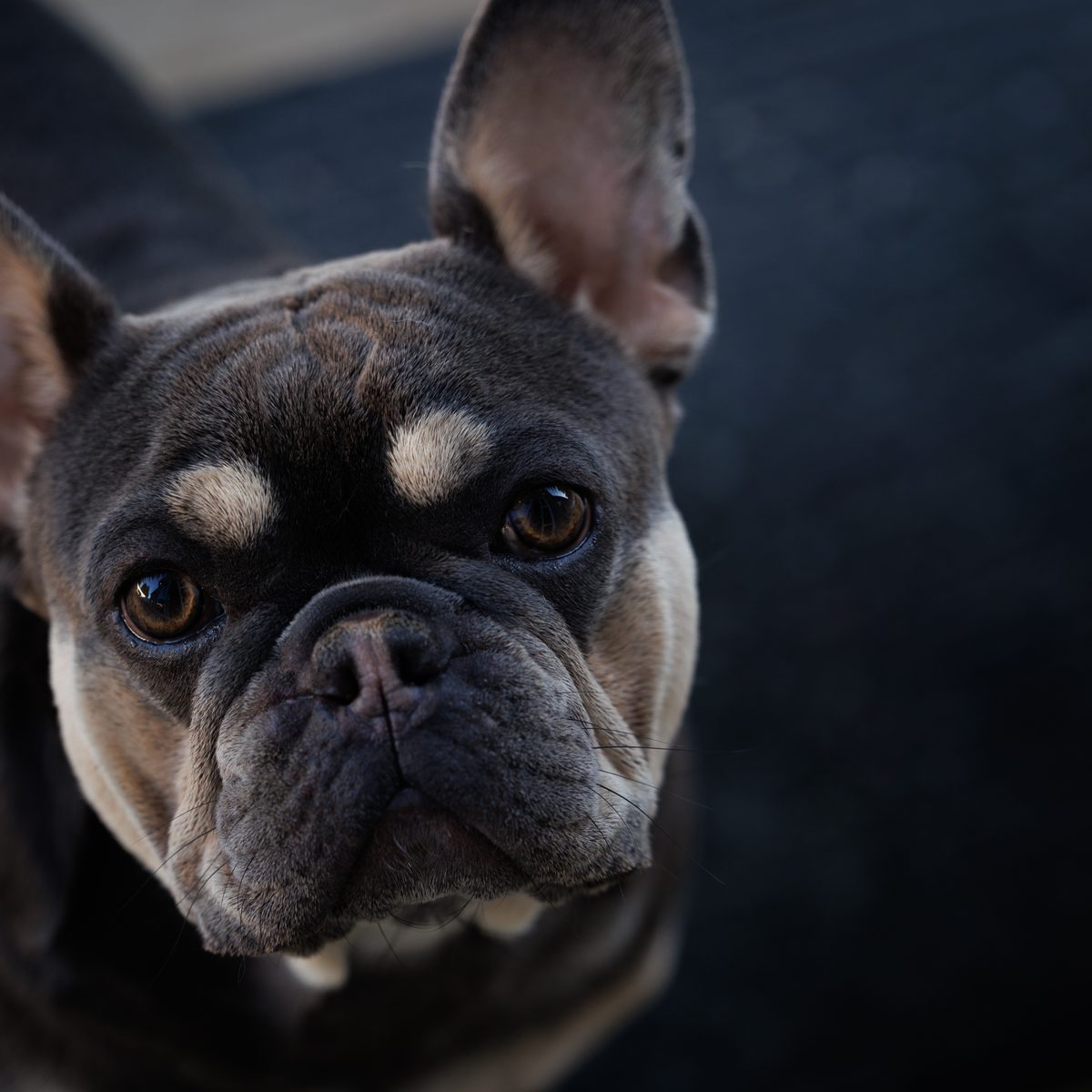 Close portrait of a blue and tan French bulldog against a dark background